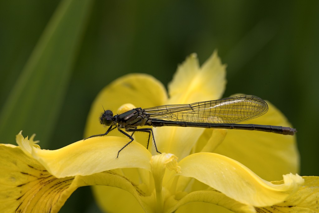voornes duin tenellaplas Quackjeswater natuur natuurgebied natuurmonumenten hdr duinen Zuid Hollands landschap polder bossen natuurreservaat Natura 2000